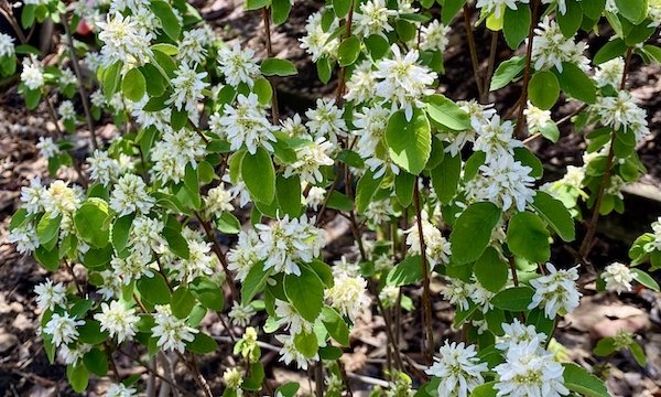 Serviceberry