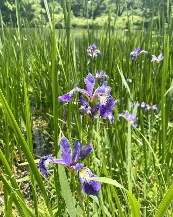 This week: Native Blue Flag Iris