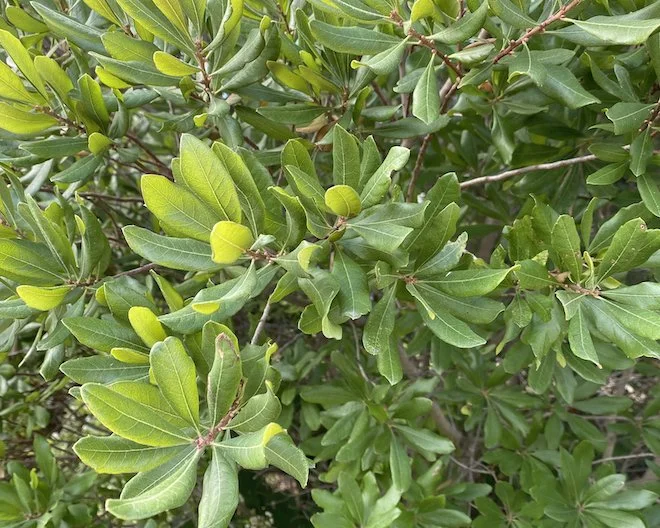 This week: Northern Bayberry, an underused gem