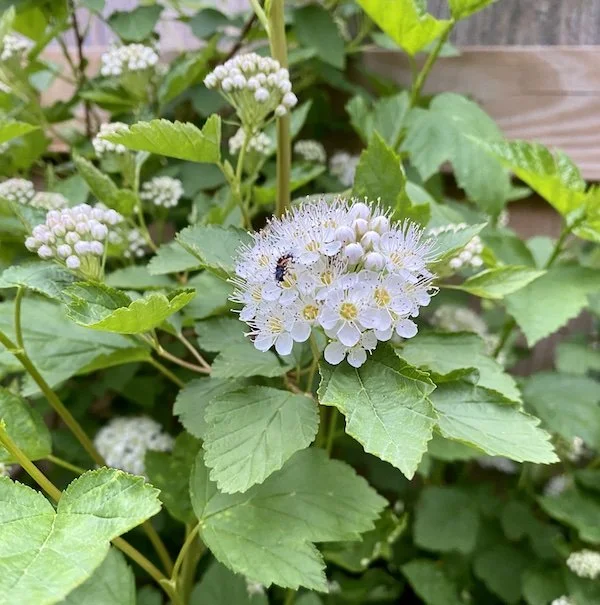 This week: Ninebark blooms