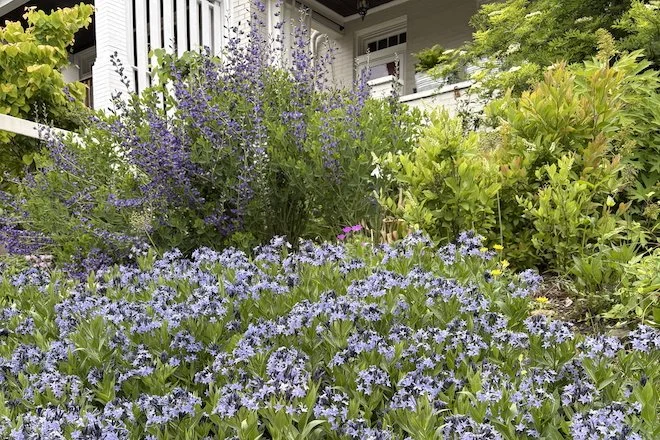 My front garden in the spring