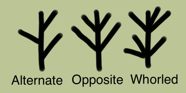 This week: Identifying trees in winter
