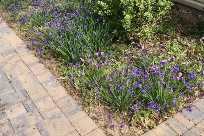 Blue-eyed Grass is a groundcover along a walkway