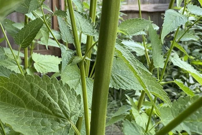 Note the square stem