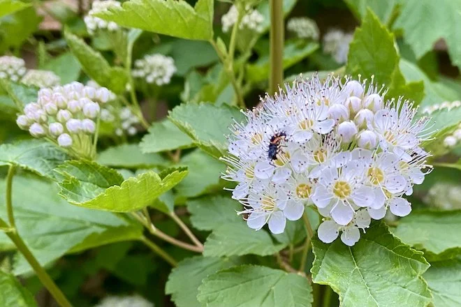 This week: Solve Landscape Problems with Ninebark