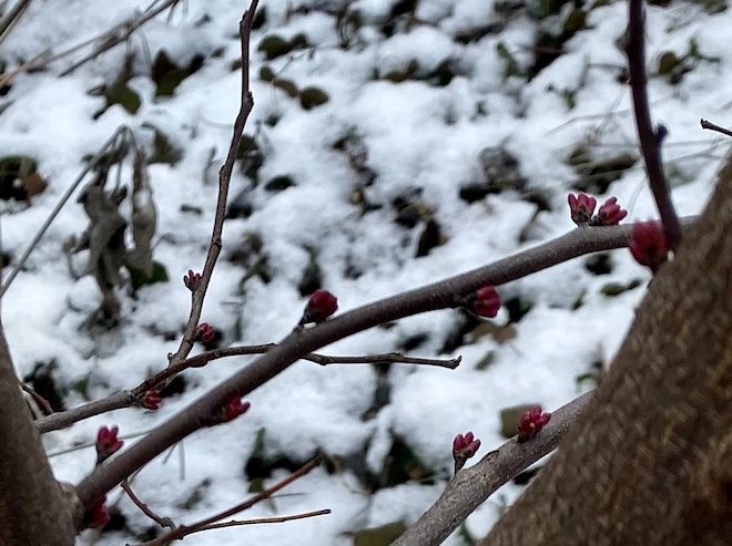This week: Eastern redbud blooms
