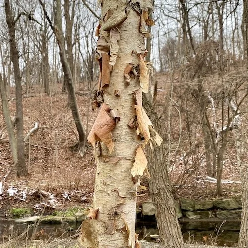 This week: 3 Trees with Bark Appeal