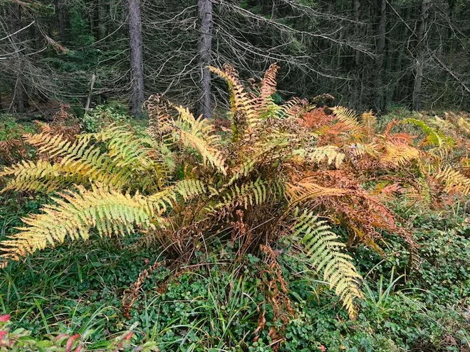 Cinnamon Fern standing alone