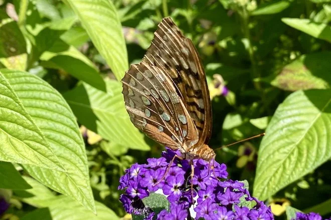 Great Spangled Fritillary