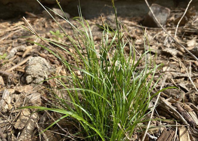 Pennsylvania Sedge