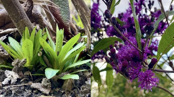 This week: Identifying Emerging Perennials