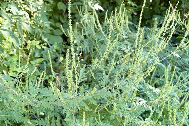 Common Ragweed