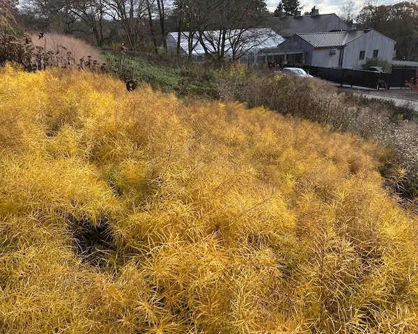 Threadleaf bluestar showing golden fall foliage