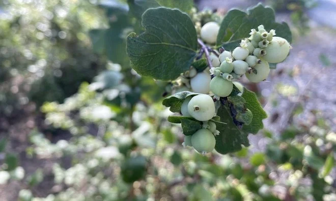 This week: Uncommon Snowberry