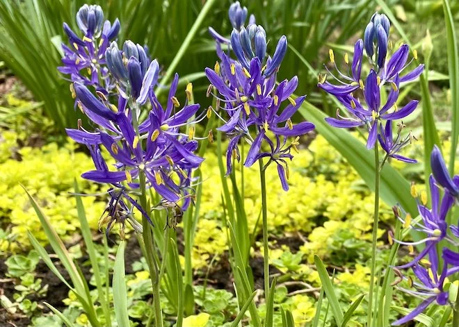 This week: A Native Spring-Blooming Bulb? Try Wild Hyacinth.