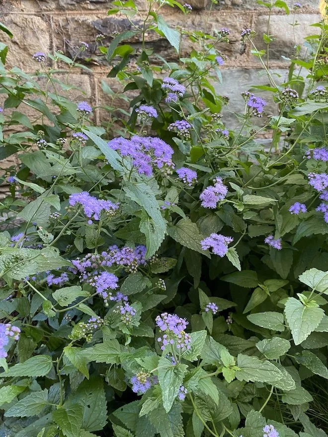 This week: Blue Mistflower blooms
