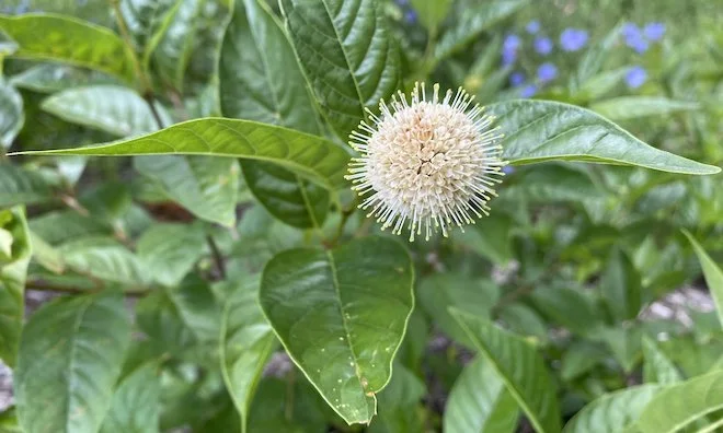 This week: Spacecraft or Flower? 