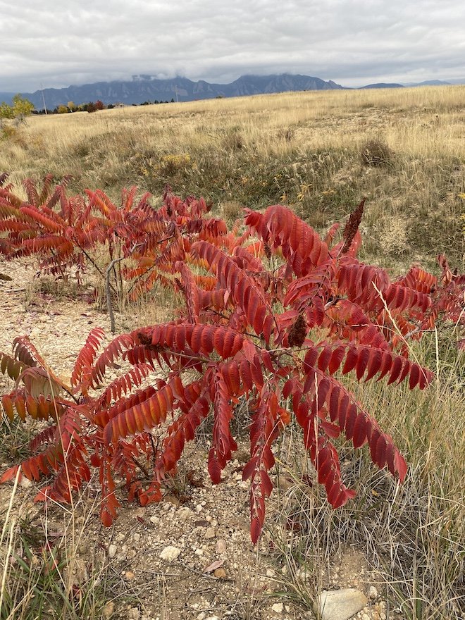 This week: Smooth Sumac