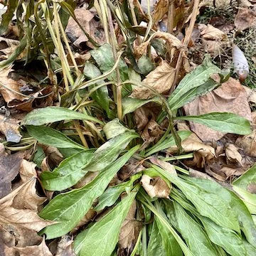 This week: Basal foliage provides winter greenery