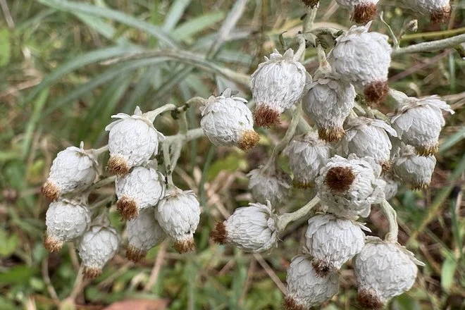Pearly Everlasting after it blooms