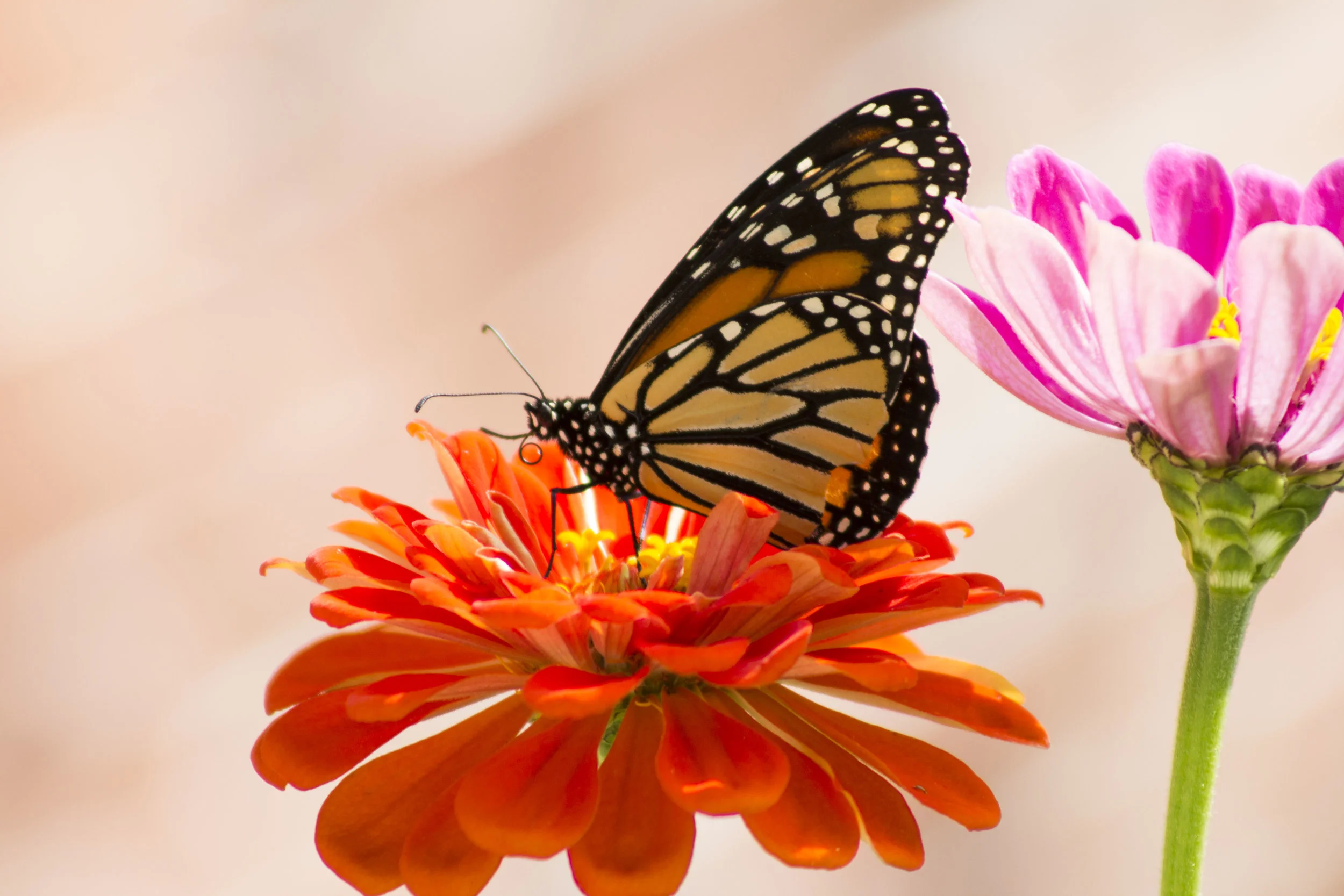 Butterfly.jpg