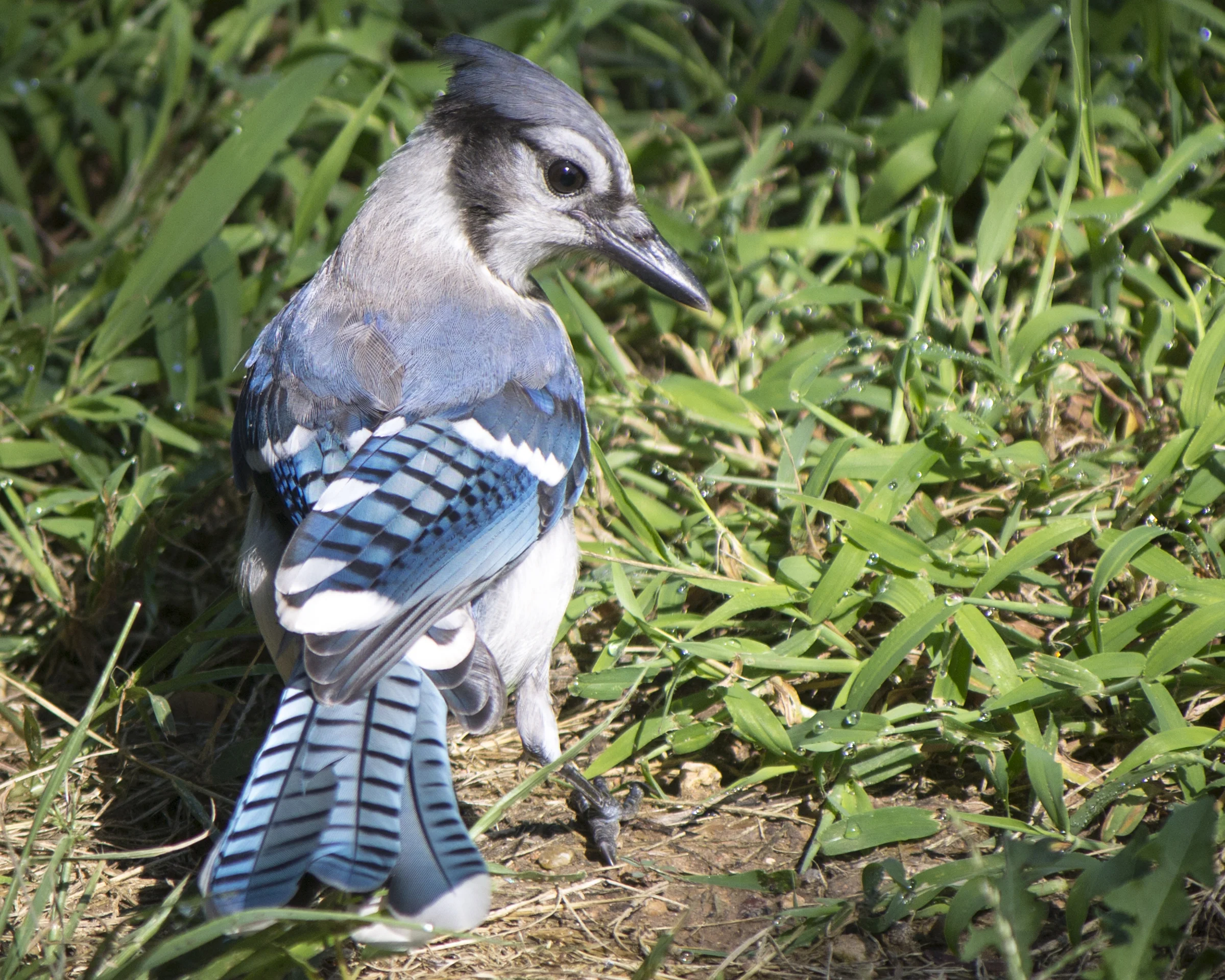 Blue Jay.jpg