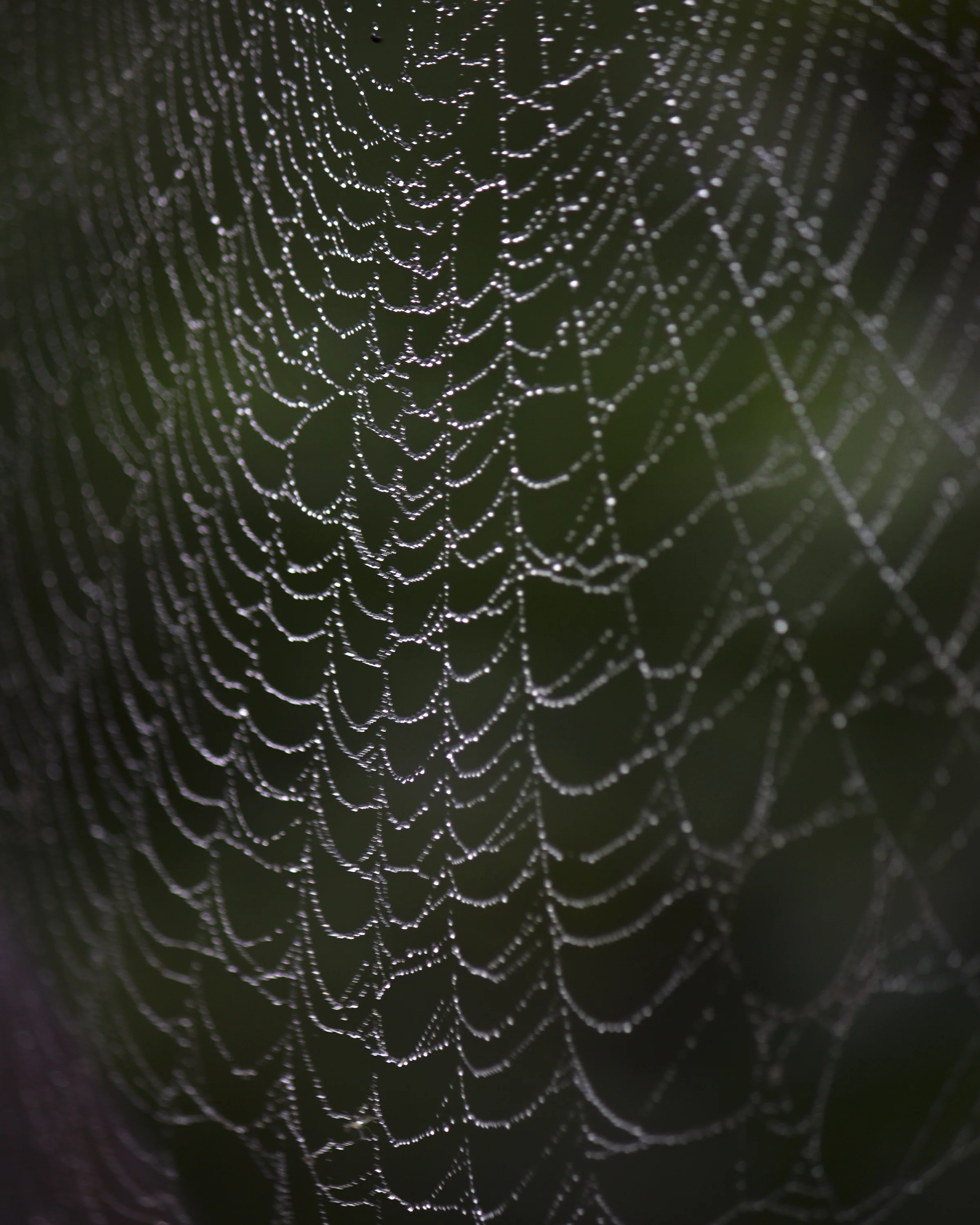 Dewy Web.jpg