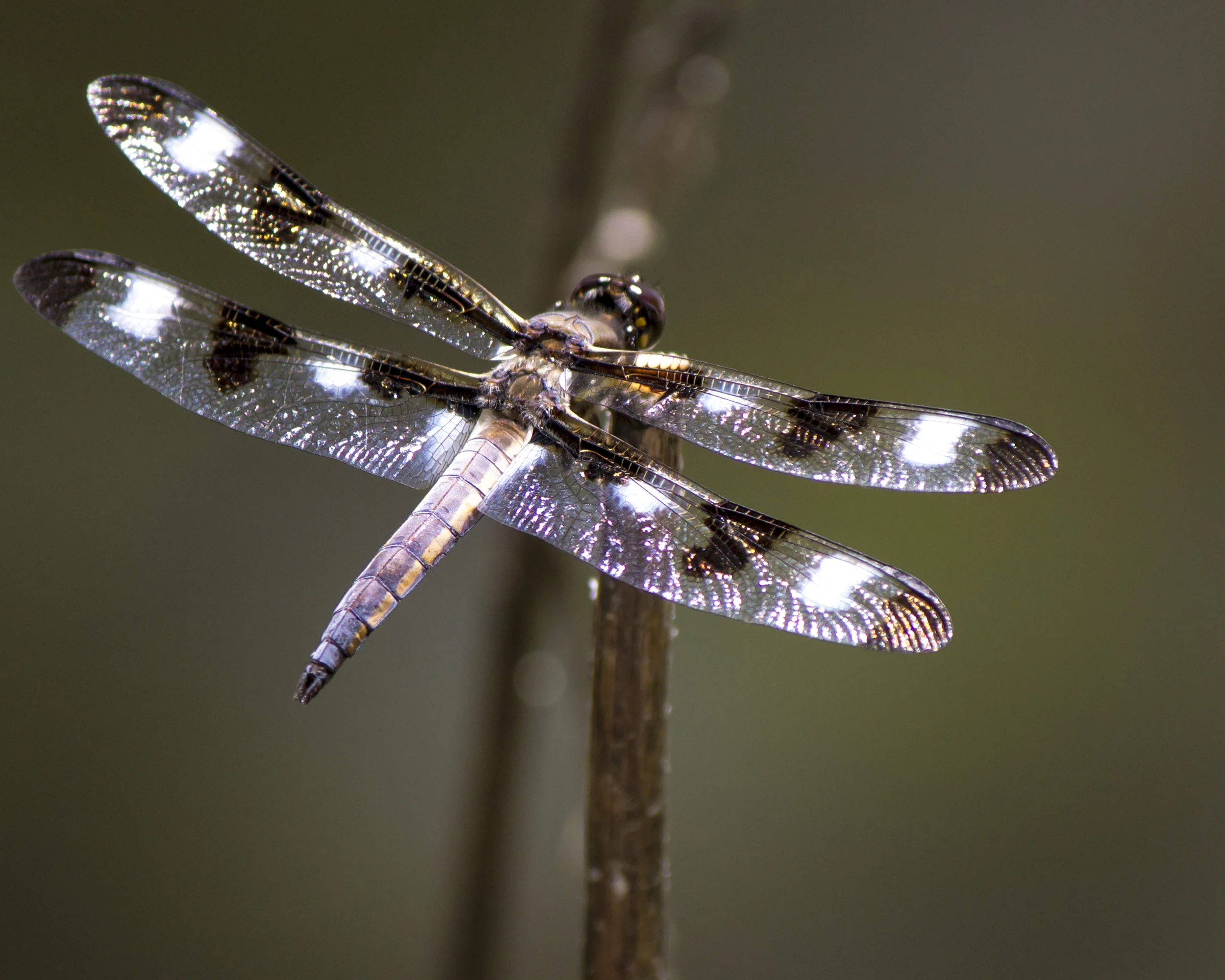 Dragonfly.jpg