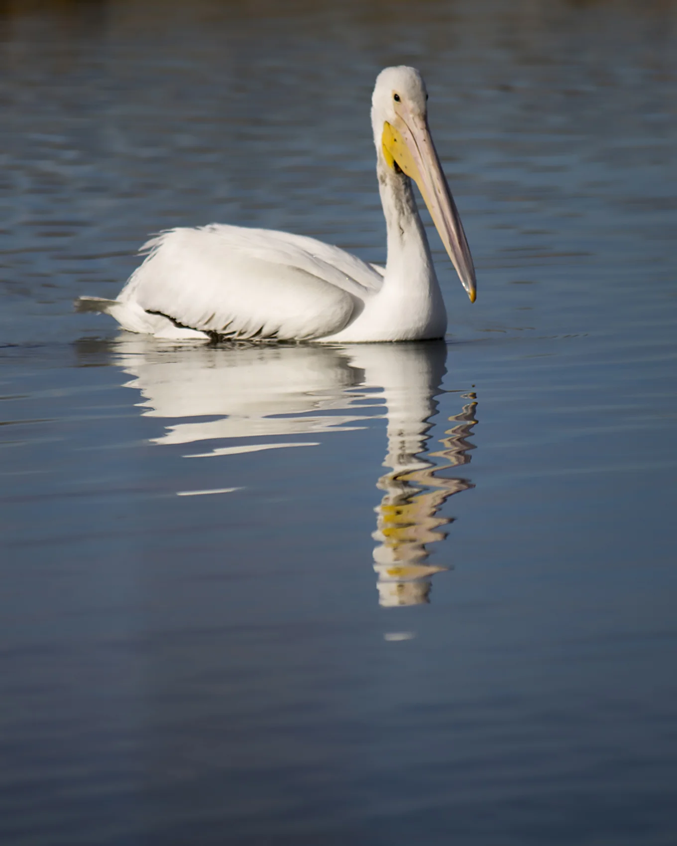 Pelican.jpg