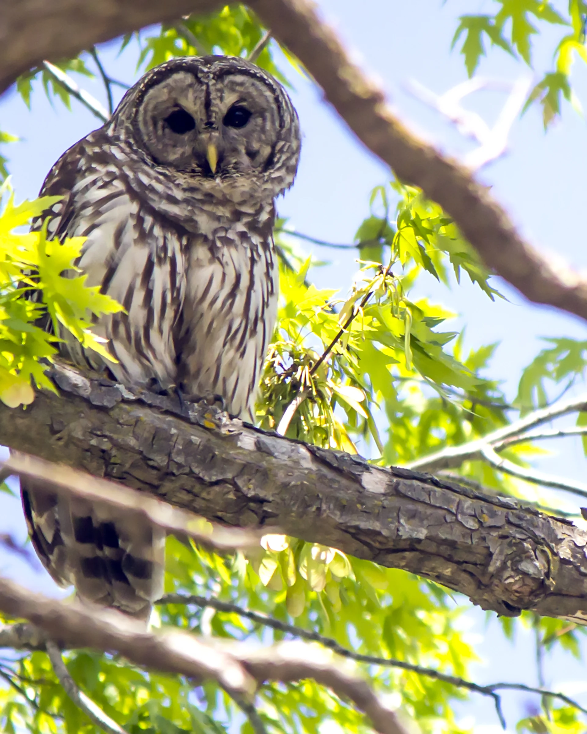 Owl.jpg
