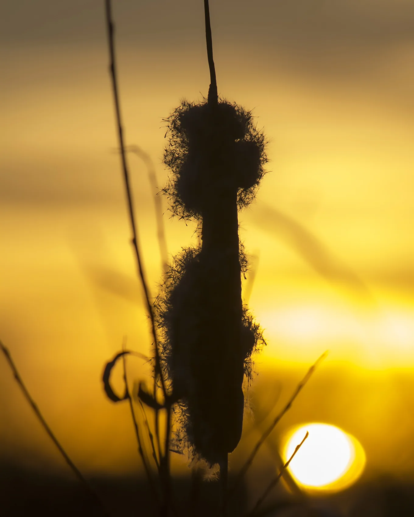 Sunset Cattails 2.jpg