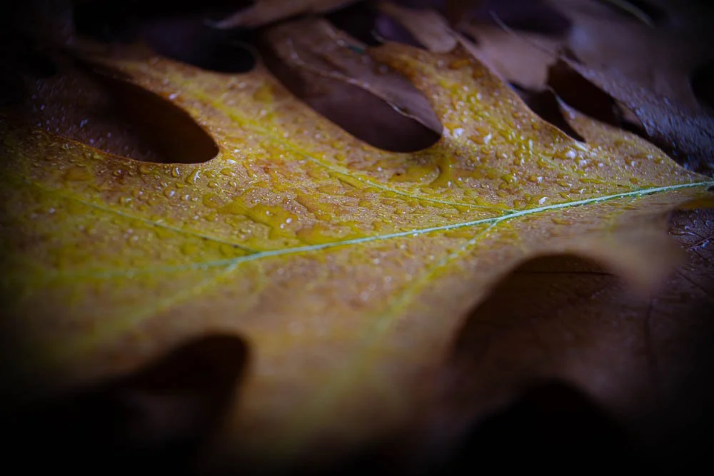 10-8-24Leaves-1.jpg