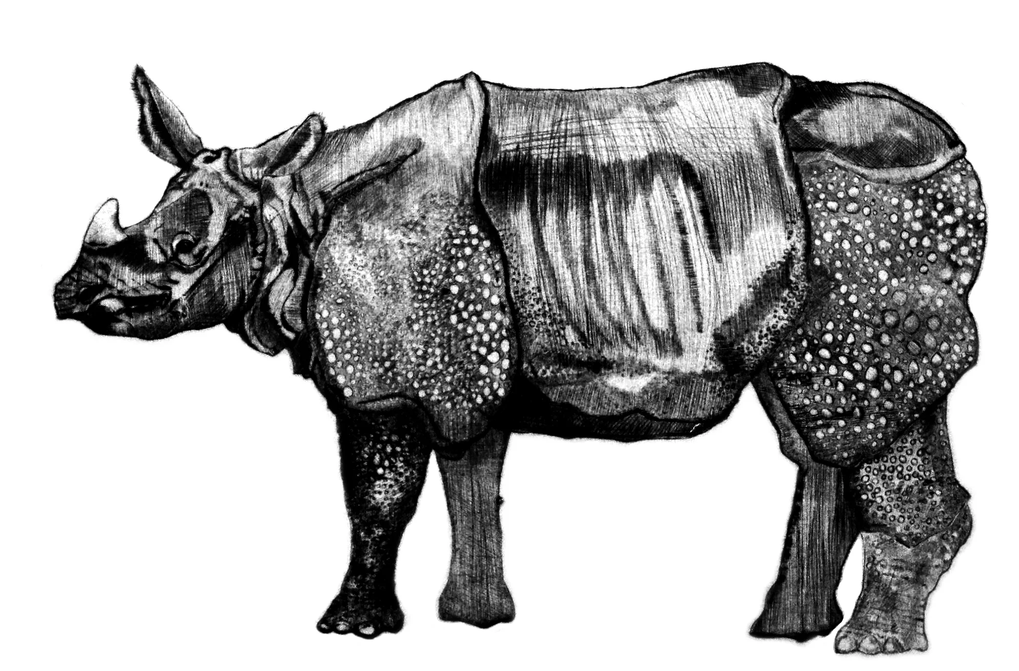 OOSTWEST_Rhino_IMG.jpg