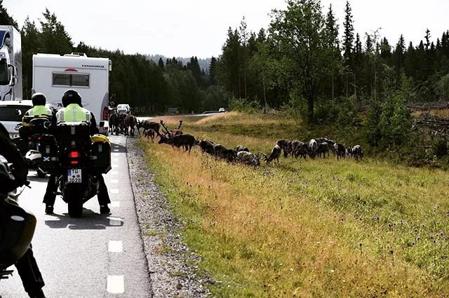 After a couple of days in lovely Vilhelmina we hit the road again but did't get far... Reindeer crossed the road in their own time and we were all happy to watch! 
#roadtrip #reindeer #sweden #sverige #swedishsummer #scandinavianlifestyle