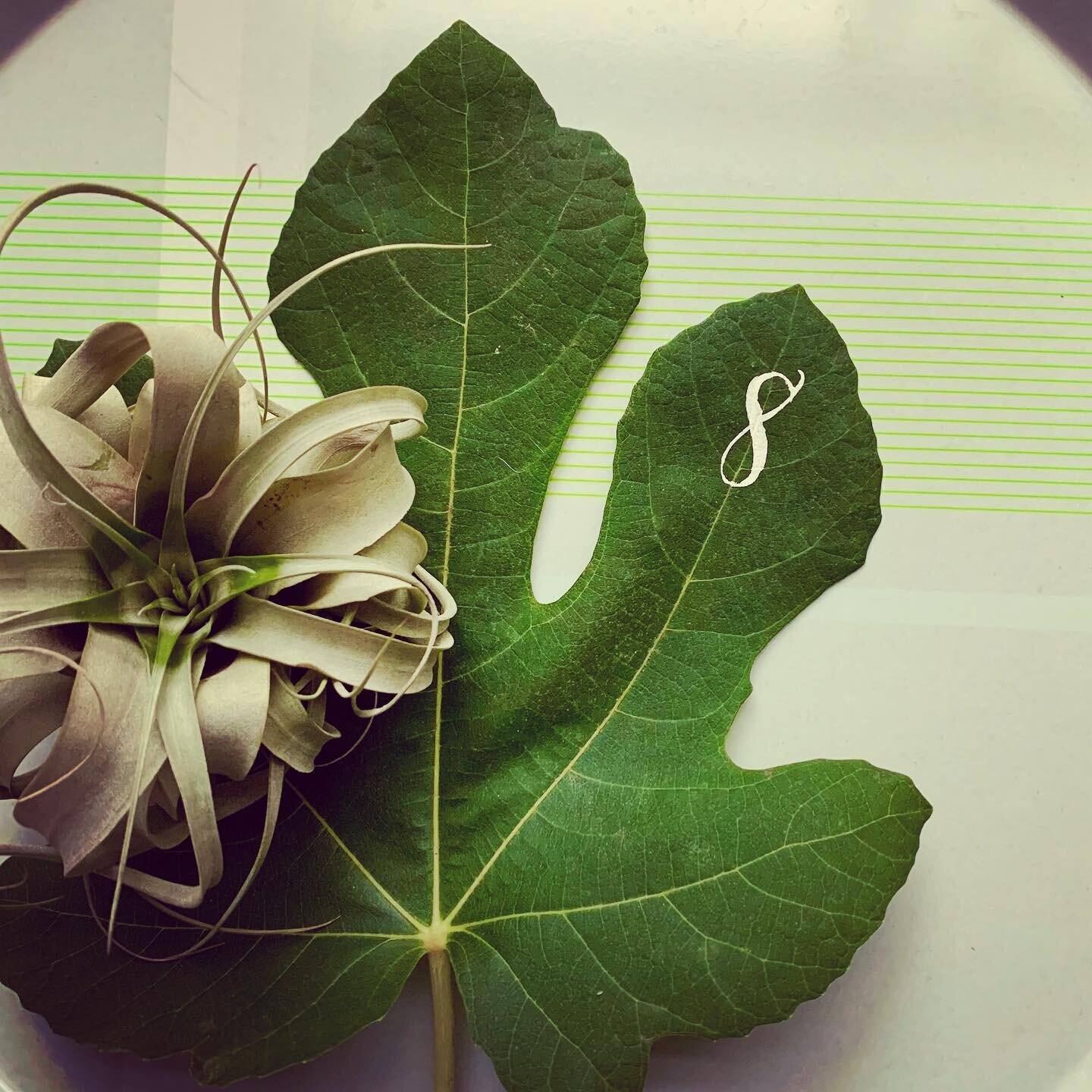 fig. 8⁣ 💚
⁣
⁣
⁣
⁣
⁣
⁣
#figleaf #letteringonleaves #calligraphynumbers #fig #8 #tablenumber #tablescape #tablesetting #seatingchart #letteringonobjects #moderncalligraphy #modernlettering #calligrapher #holidayevent #holidayparty #findyourtable #whit