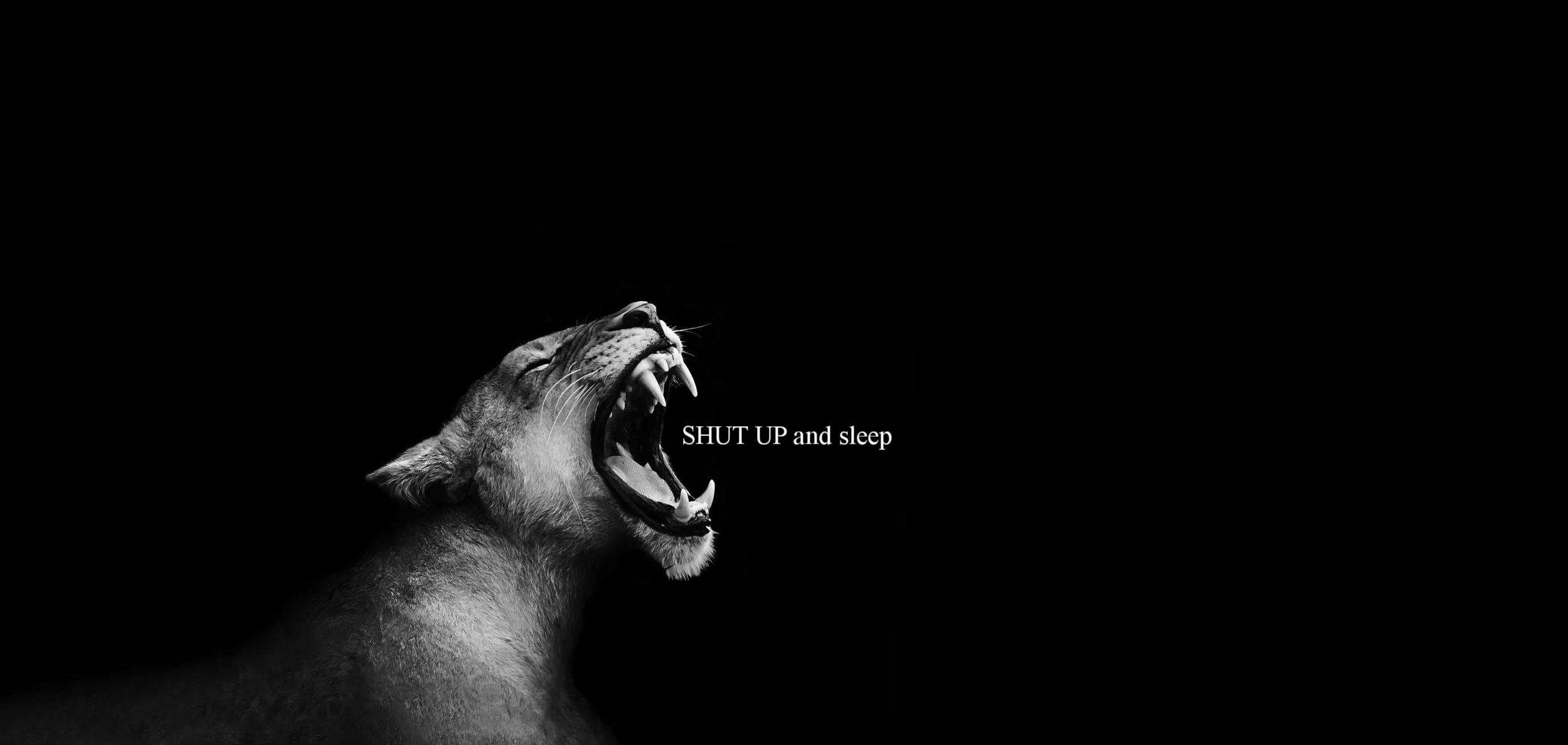 lion.jpg