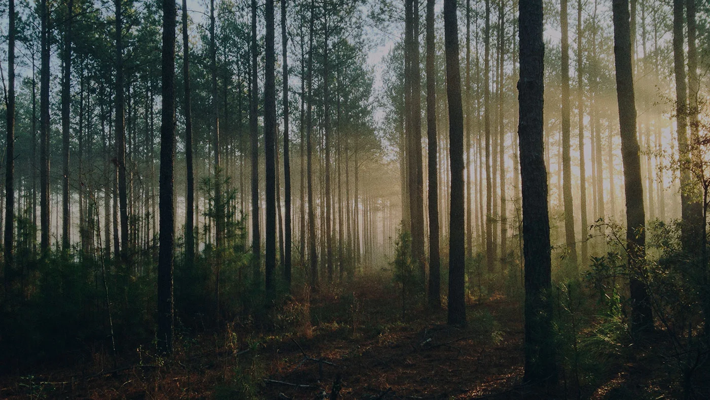 forest2.jpg
