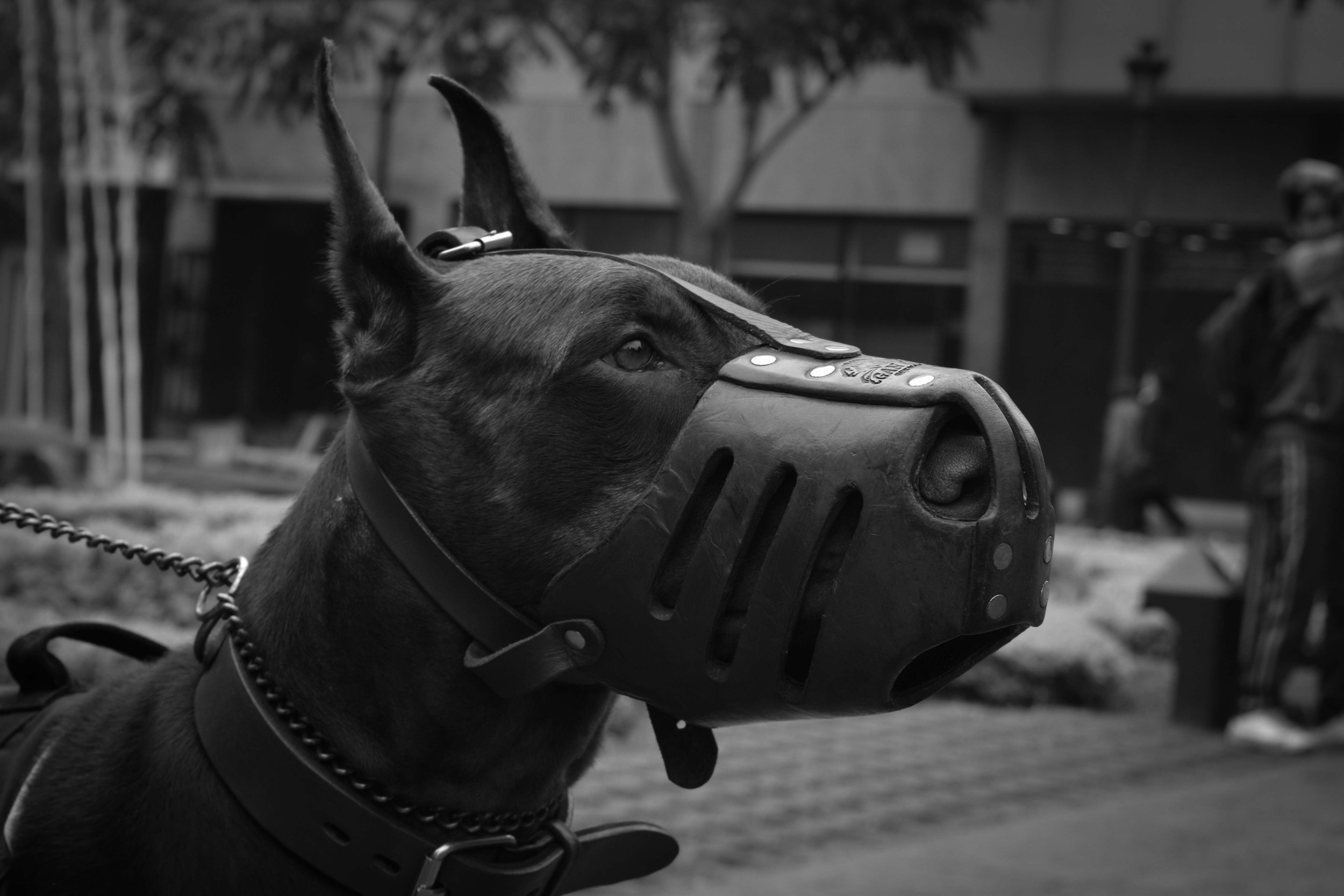 animal-animal-photography-black-and-white-1254434.jpg