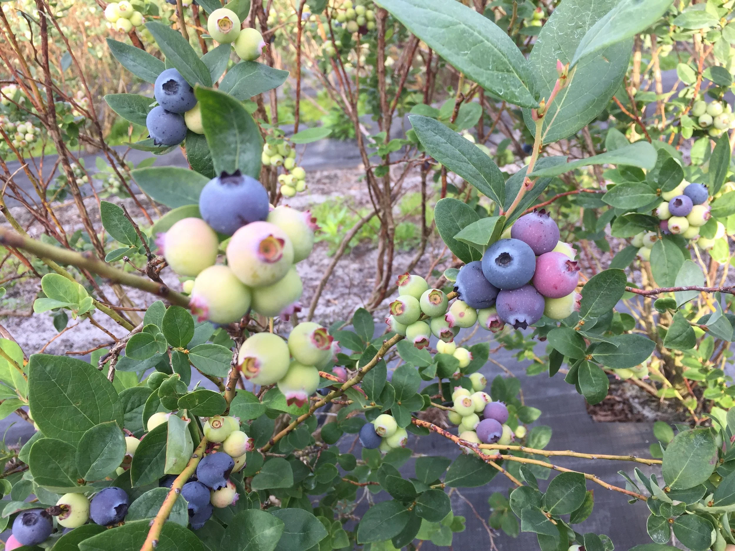 Commercial harvest underway!!!