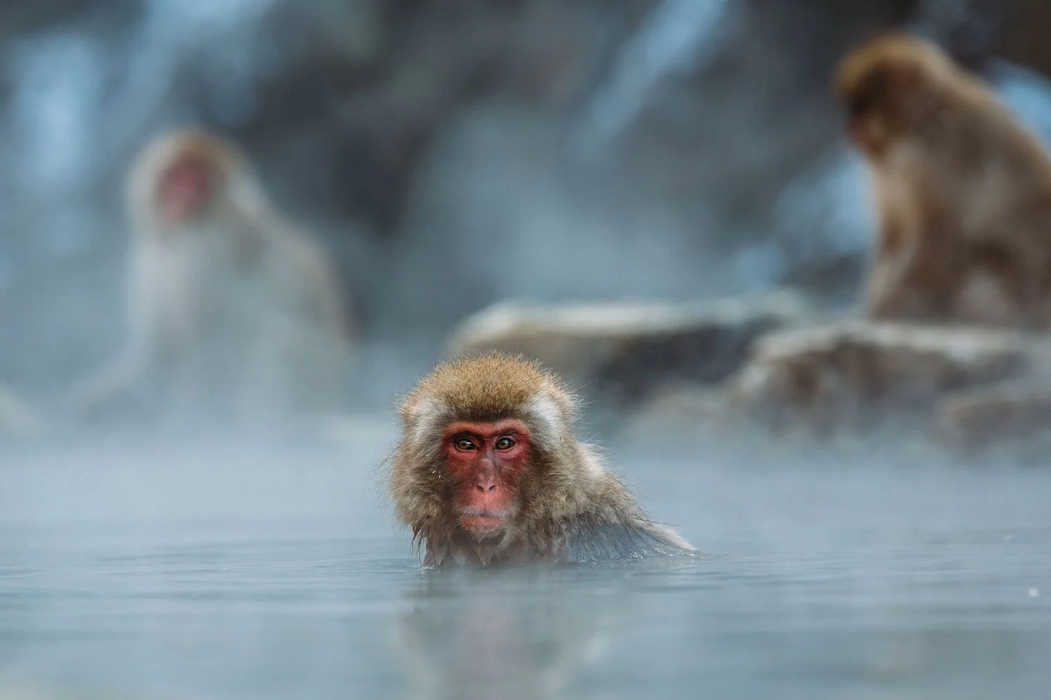 snow monkeys2.jpg