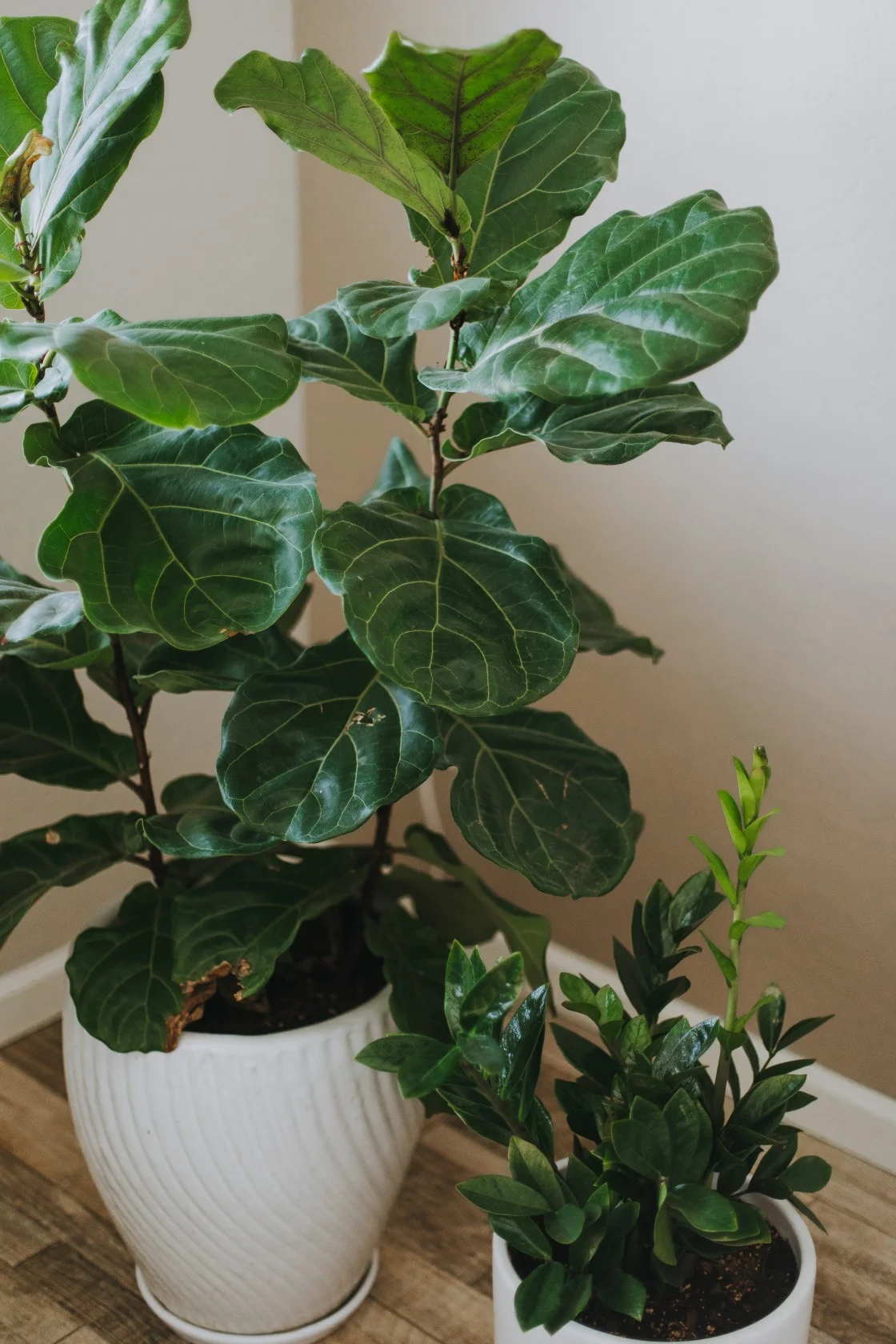 indoorplants-7308.jpg
