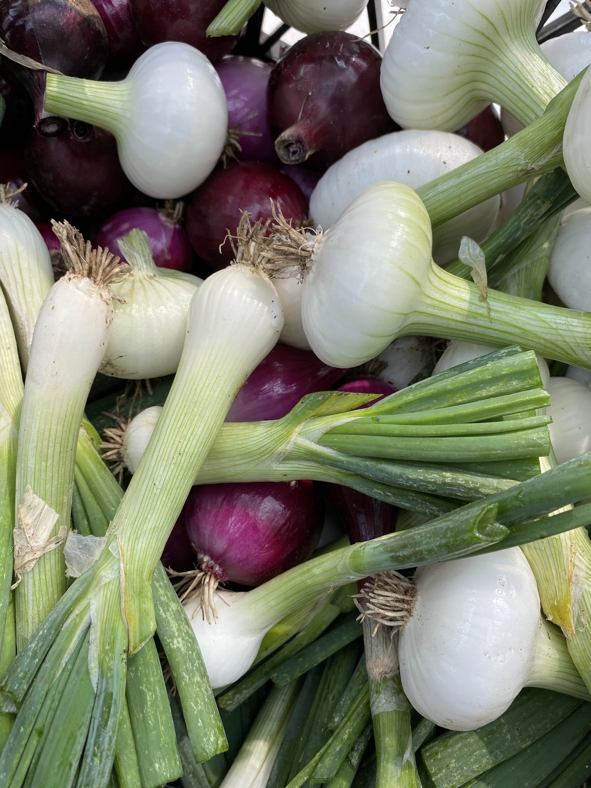 CSA — Common Roots Farm