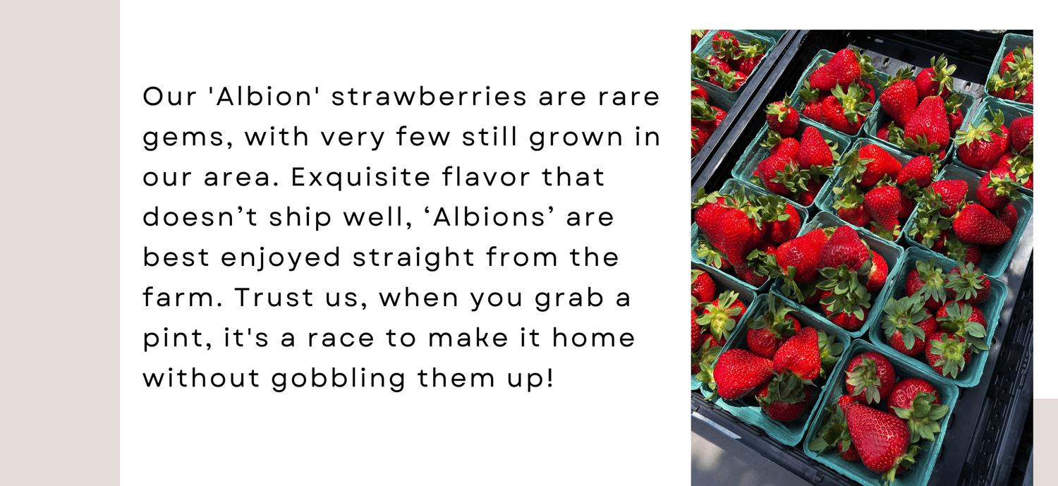 2025 Csa Common Roots Farm