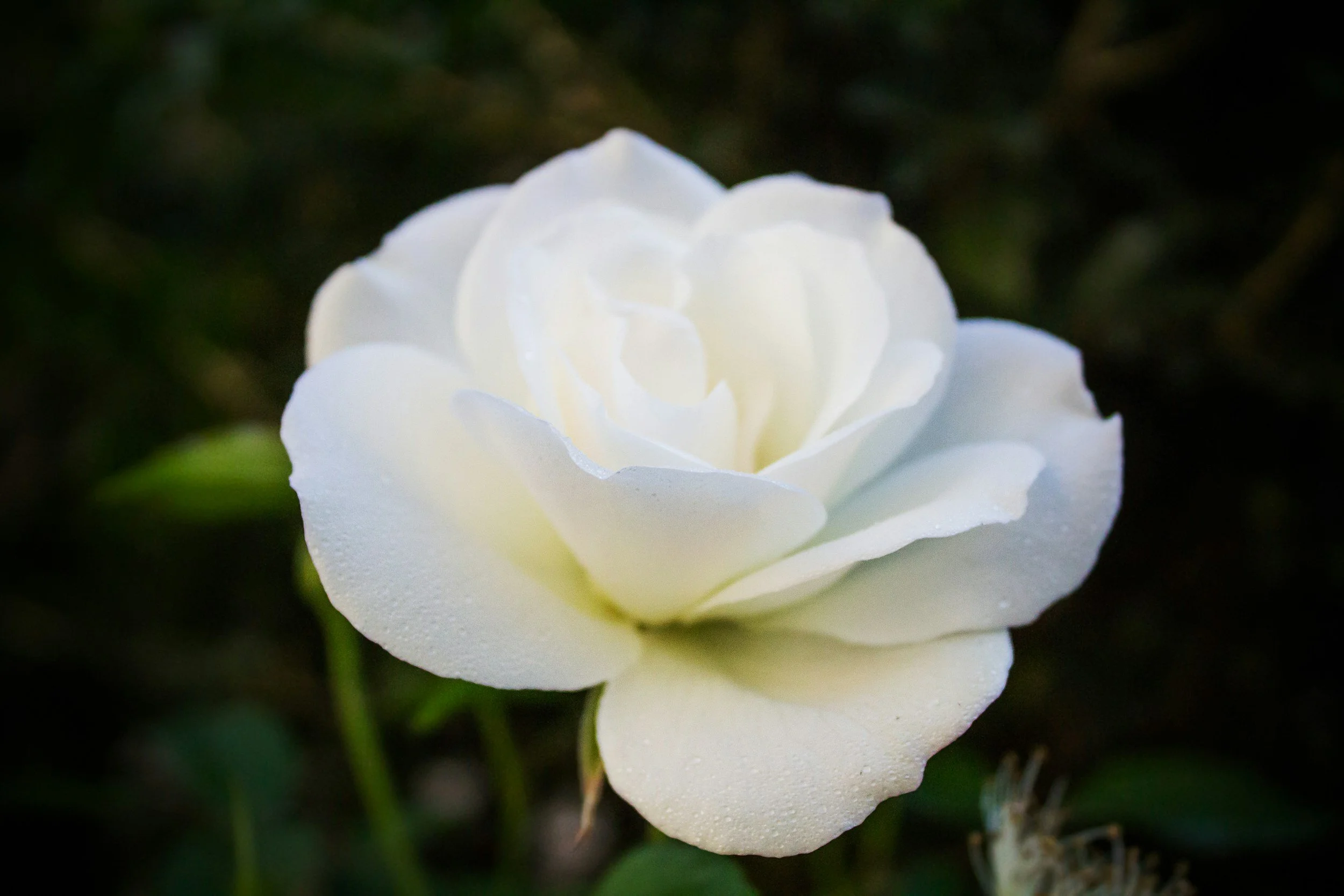 Poem: A Bloom Unfold