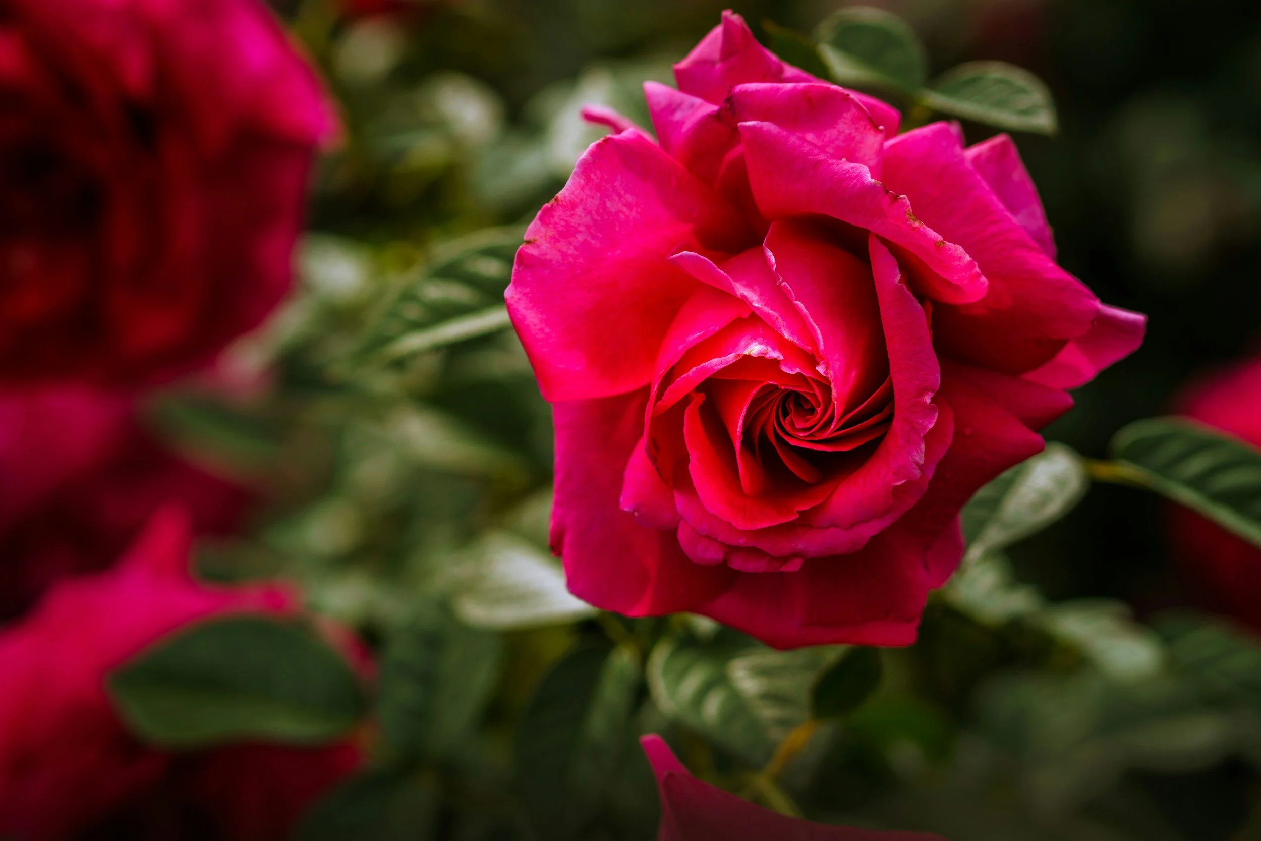 Poem: The Revels of The Rose