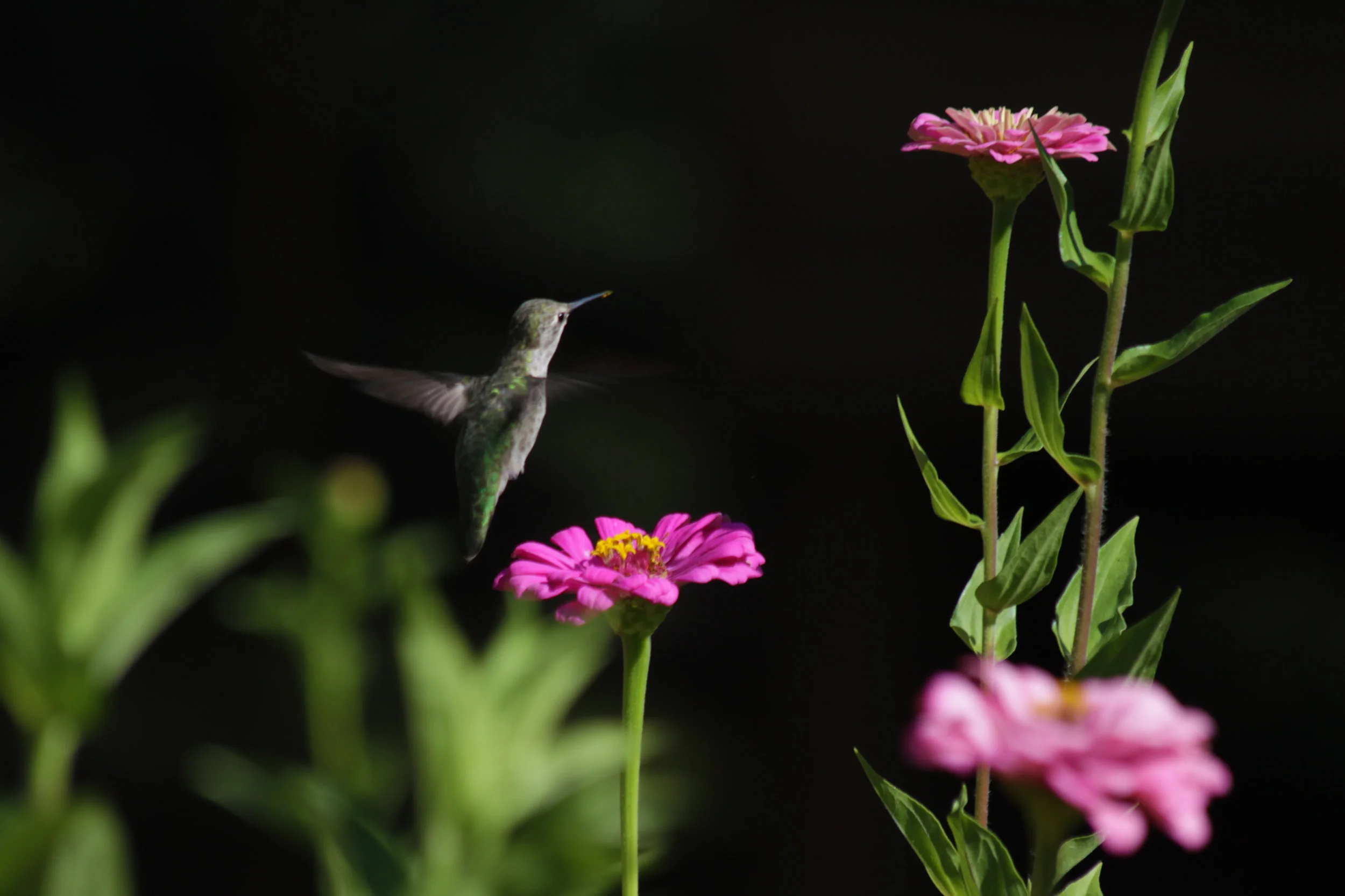 Hummingbird.jpg
