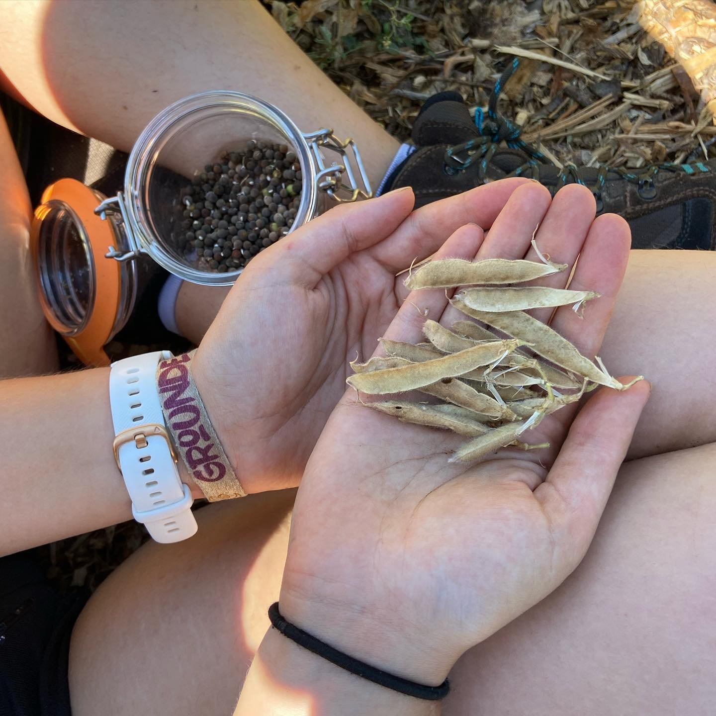 Harvesting sweet pea seeds for next year
Returning volunteers (3rd time for Cl&eacute;o, right and 2nd for Lis) after the Mirabelle harvest
Gerard digging a trench for the geothermal heating/cooling system
A little break in Provence, with dear friend