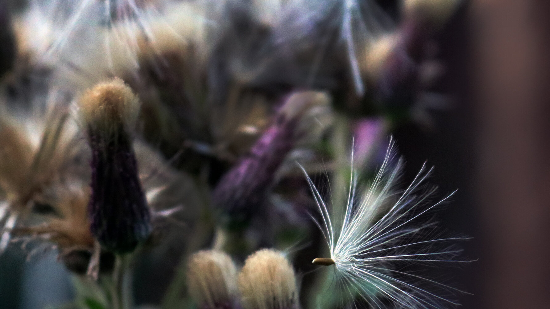 fall-in-header.jpg