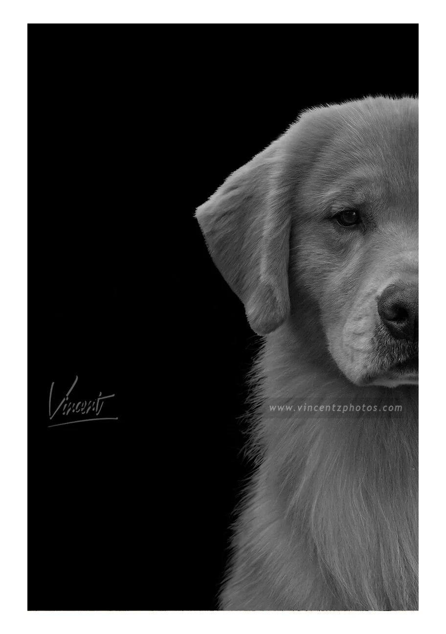 FA_032021_FL_Brooksville_Golden_Half_5160_E2021_Original_B&W2_WM.jpg