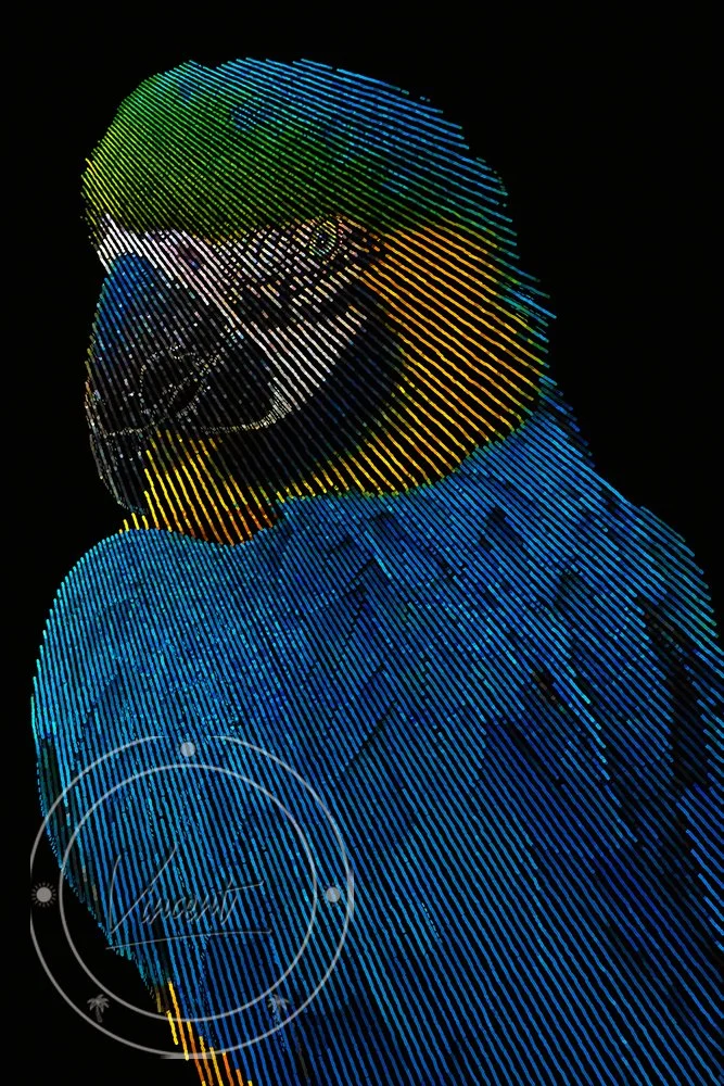 VincentZ_2023_FL_Orlando_Macaw_Blue_SM.jpg